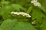 Mapleleaf viburnum